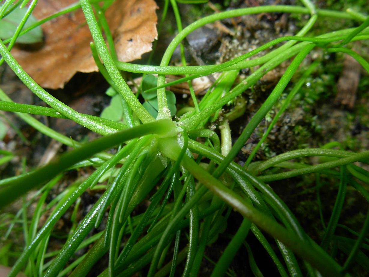 Spergula arvensis L.  / Renaiola comune